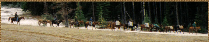 Pack String, Western Life Outfitters, South East Washington Horse Pack Trips Bow Elk Deer Bear Hunting Guides Wenaha Tucannon Wilderness